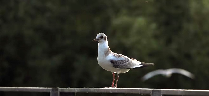 Canon EOS R8 Mark II corpo macchina